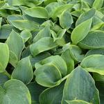 Hosta 'Alvatine Taylor'