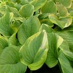 Hosta 'Fragrant Bouquet'