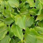 Hosta 'Invincible'