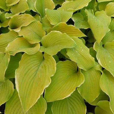 Hosta Lakeside Cha Cha Pflanzen kaufen online