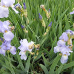 Iris germanica 'Babbeling Brook'