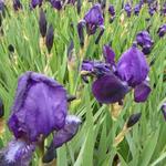 Iris germanica  'Black Knight' - Iris germanica 'Black Knight'