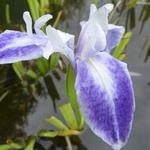 Iris laevigata 'Mottled Beauty' - 
