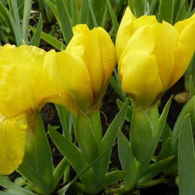 Iris pumila 'Brassie' - 