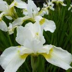 Iris sibirica 'Snow Queen' - 