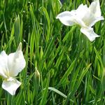 Iris sibirica 'White Swirl' - Iris sibirica 'White Swirl'