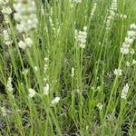 Lavandula angustifolia 'Hidcote White' - Lavandula angustifolia 'Hidcote White'