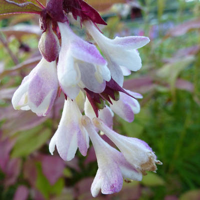 Leycesteria formosa - arbre à faisans 