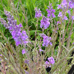Linaria purpurea - 
