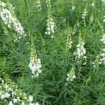 Linaria purpurea 'Springside White' - 