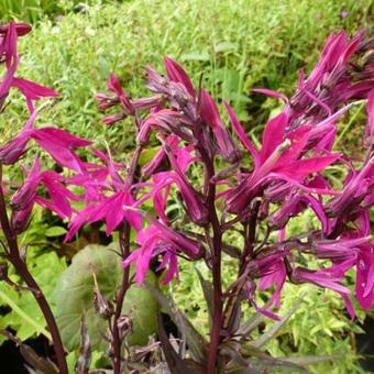 Lobelia x speciosa 'Russian Princess'