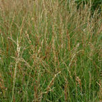 Molinia caerulea subsp. caerulea 'Poul Petersen' - 