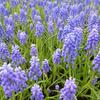 Muscari armeniacum