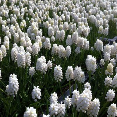 Muscari botryoides 'Album' - 