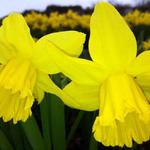 Narcissus 'February Gold' - Narcissus 'February Gold'
