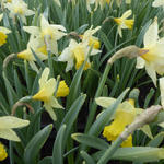 Narcissus 'Pipit' - 
