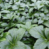 Pachysandra terminalis 'Green Carpet'