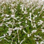 Persicaria amplexicaulis 'White Eastfield' - Persicaria amplexicaulis 'White Eastfield'