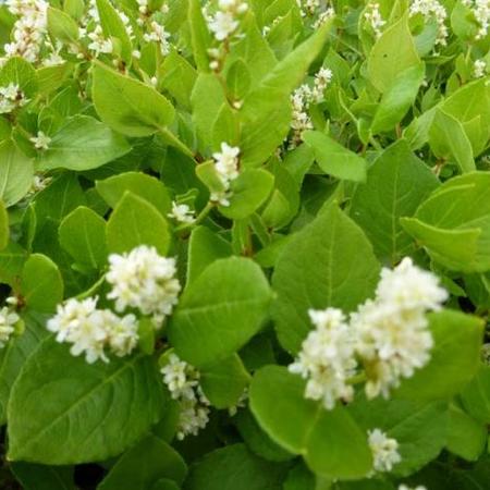 Persicaria Knoteriche Stauden Pflanzen Kaufen Online Matelma Com