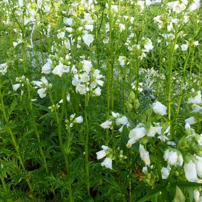 Polemonium yezoense var. hidakanum 'Halfway to Paradise' - 