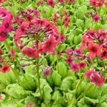 Primula japonica 'Miller's Crimson' - 