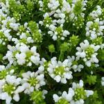 Prunella grandiflora 'White Loveliness' - 