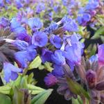 Pulmonaria angustifolia 'Blaues Meer' - Pulmonaria angustifolia 'Blaues Meer'