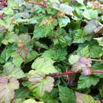 Rubus tricolor - Dreifarbige Himbeere - Rubus tricolor