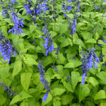 Salvia coerulea 'Black and Blue' - 