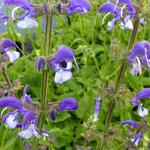 Salvia 'Madeline' - Salvia 'Madeline'