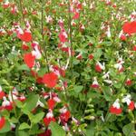 Salvia x jamensis 'Hot Lips' - 