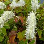 Sanguisorba tenuifolia var. alba - 