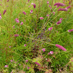 Sanguisorba tenuifolia var. purpurea - 