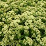 Sedum 'Sunkissed'