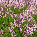 Stachys officinalis 'Pink Cotton Candy' - 