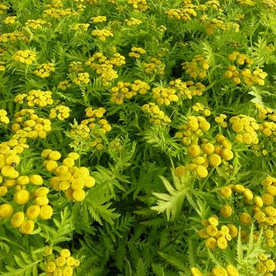 Tanacetum vulgare 'Isla Gold' - 