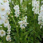 Verbascum phoeniceum 'Flush of White' - Verbascum phoeniceum 'Flush of White'