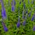 Veronica spicata 'Sunny Border Blue'