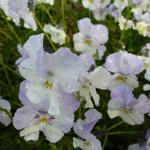 Viola cornuta 'Milkmaid' - 