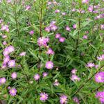 Aster 'Carmen'