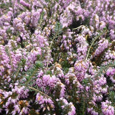 Erica carnea 'December Red' - 