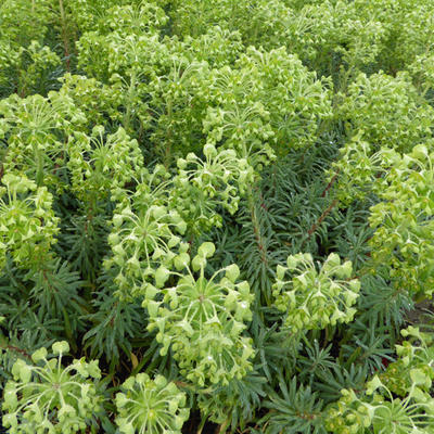 Euphorbia characias ssp wulfenii - 