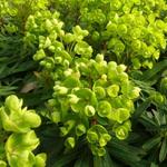 Euphorbia 'Redwing' - Euphorbia 'Redwing'