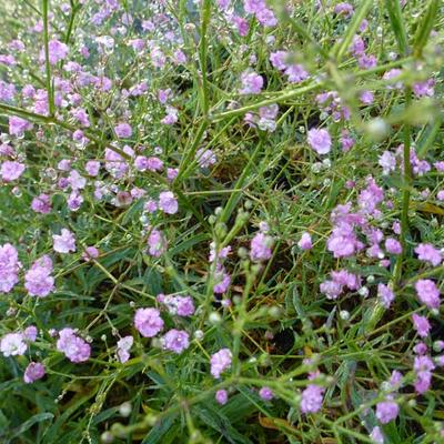 Gypsophila paniculata 'FESTIVAL Pink' - Gypsophila paniculata 'FESTIVAL Pink'