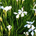 Iris laevigata 'Snowdrift' - 