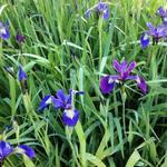 Iris versicolor - Verschiedenfarbige Schwertlilie