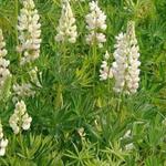 Lupinus russell 'Noble Maiden' - 