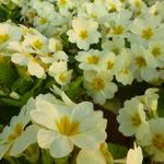 Stängellose Schlüsselblume - Primula vulgaris