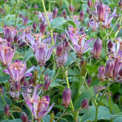 Tricyrtis hirta 'Taiwan Adbane' - Tricyrtis hirta 'Taiwan Adbane'