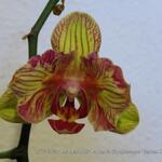 Phalaenopsis Baldan's Kaleidoscope 'Golden Treasure' - 